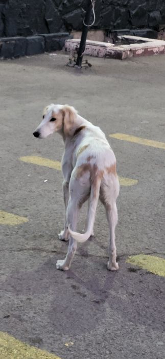 Потеряшка наверно