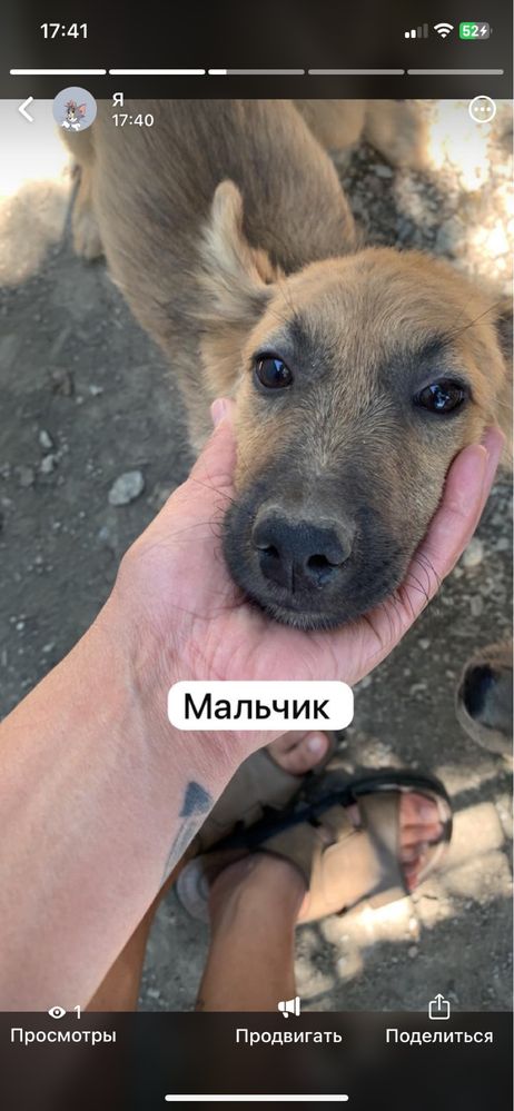 В поисках дома щенки