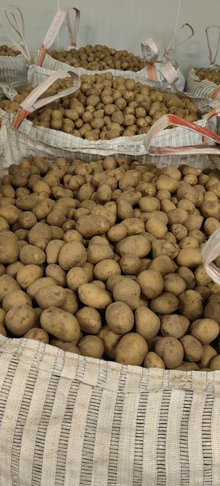 Смена картофи Б клас