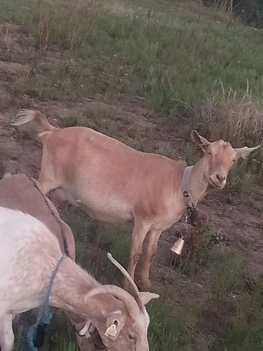 Vând un miel și capre