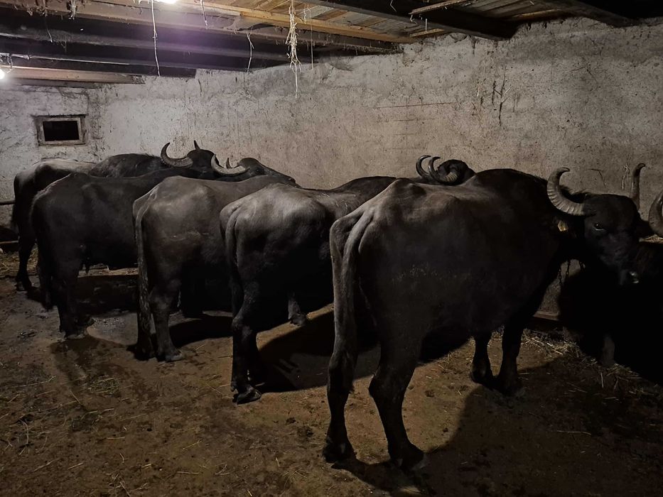 Vand bivolite gestante