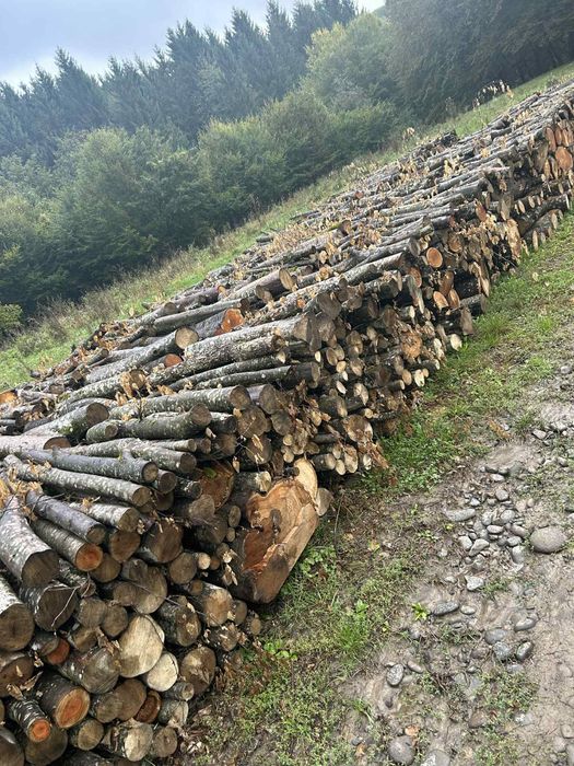 Vand lemne de foc uscat