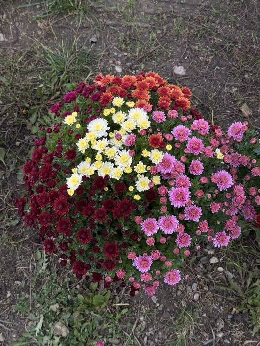 Crizanteme EnGros/Angro de Vanzare