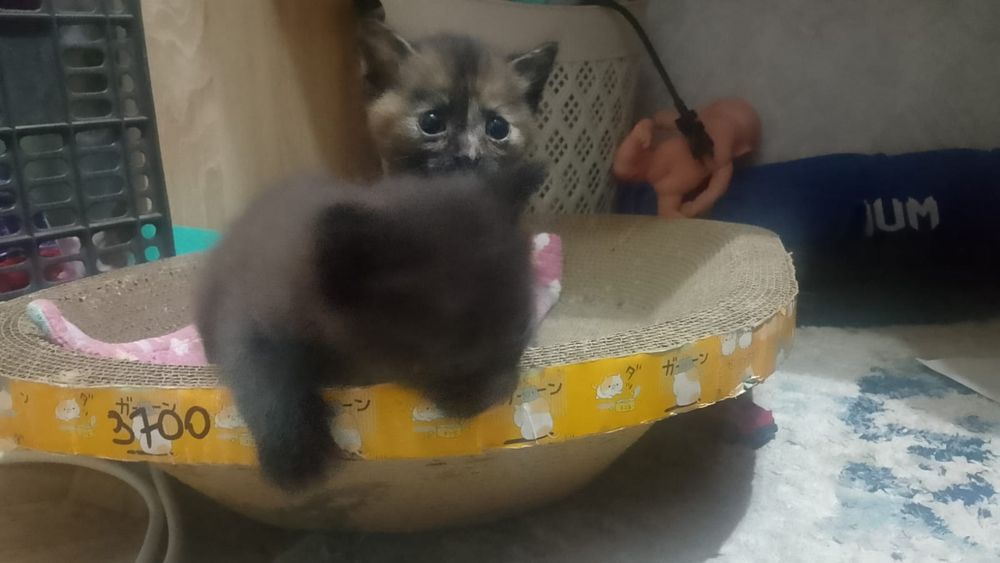 Отдам котят в хорошие руки