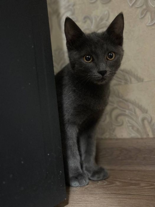 Скотиш страйт . Scotish strayt