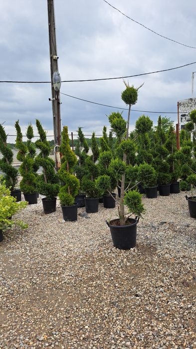 Mesteacan tei leilandi bambus catalpa laur