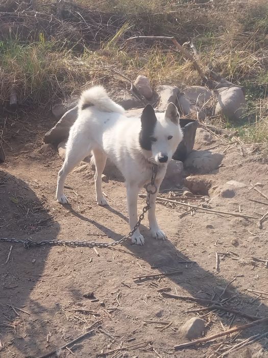 Лайка рабочи кобель