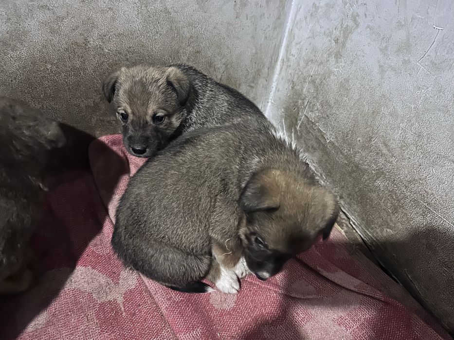 Кучуклар берилади яхши кулларга