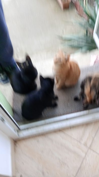 Donez trei  pisici