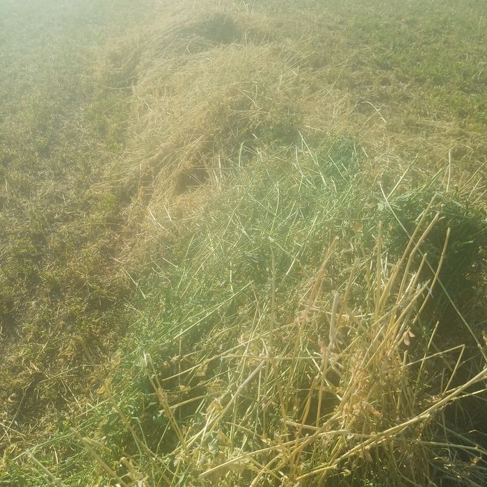 Vînd baloti lucerna