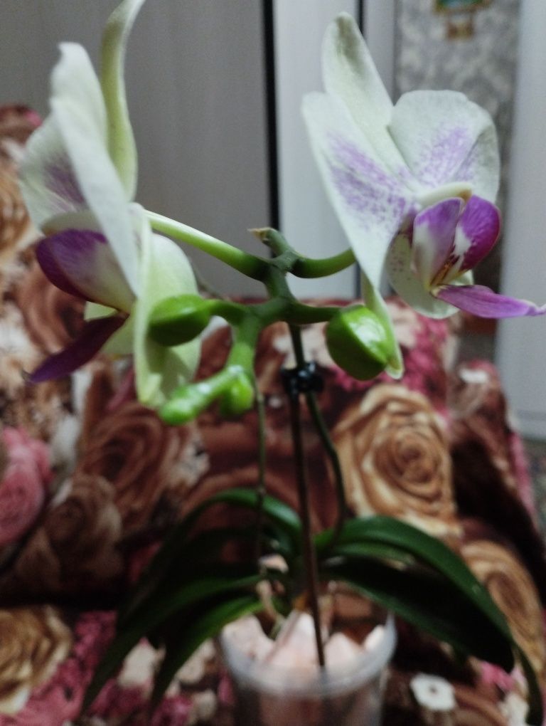 Адаптированные орхидеи