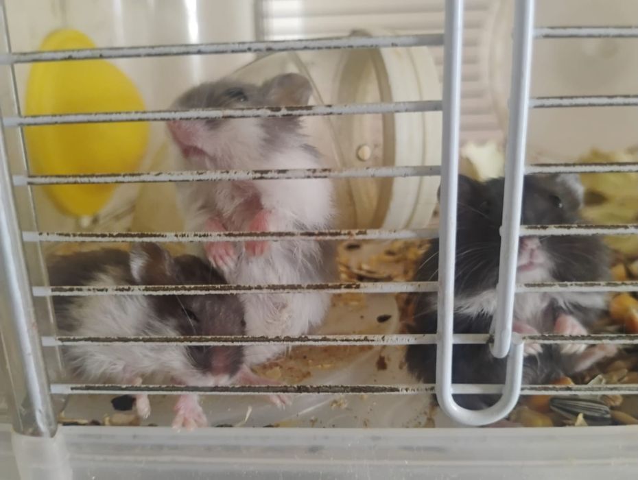 Hamsterii pitici