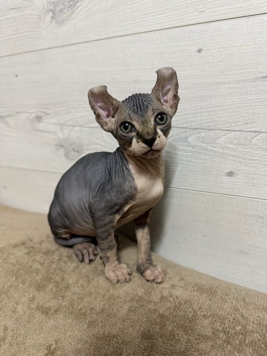 Канадский сфинкс, эльф продажа