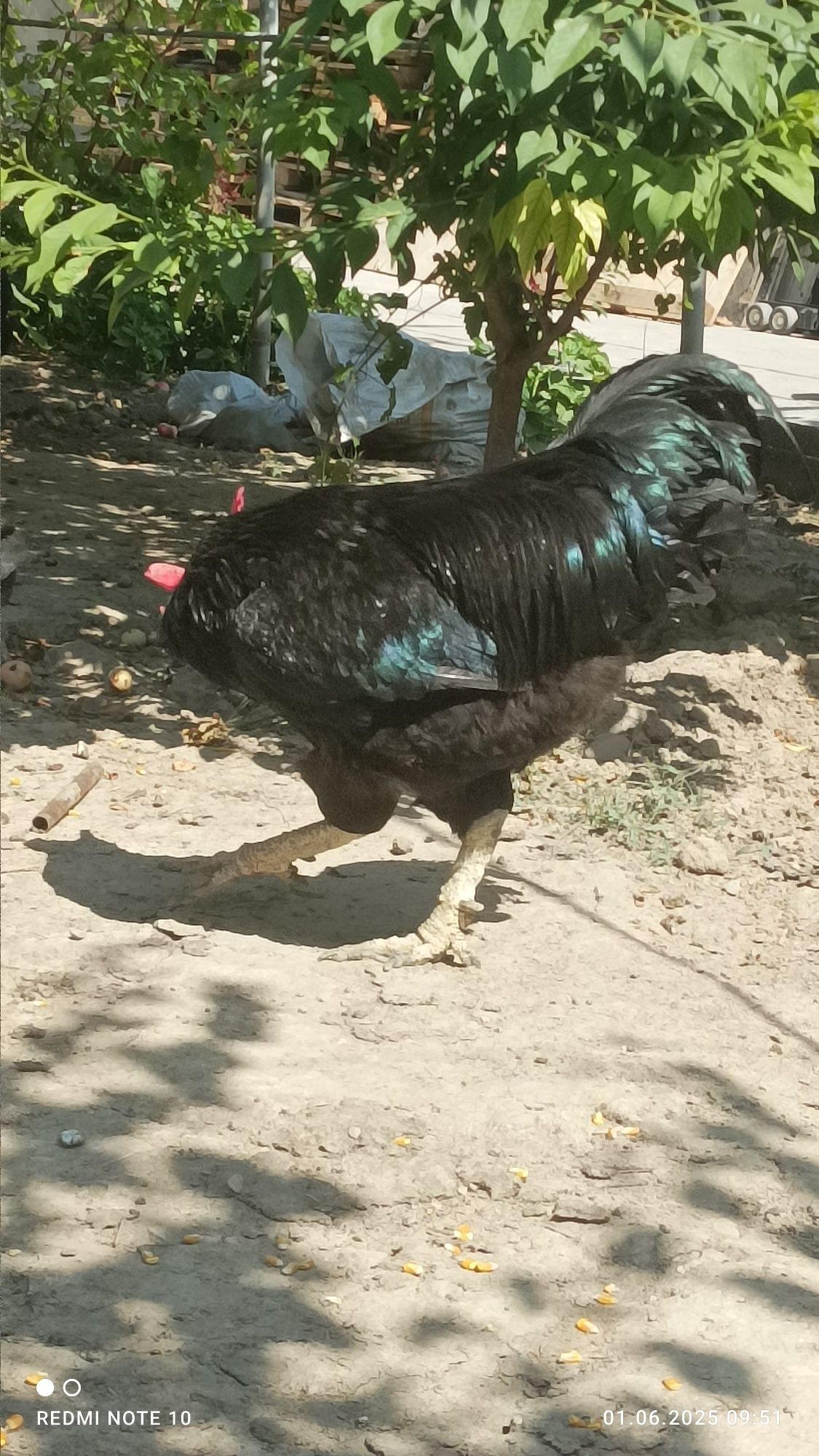 Zotdor tovuq xorozla