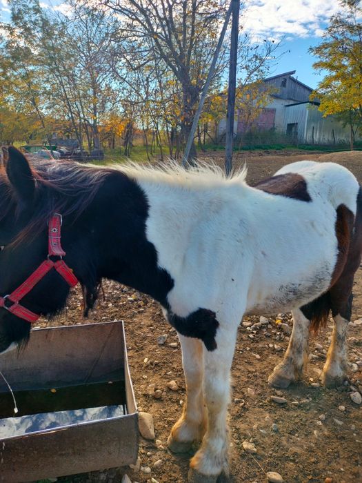 Vand un manz de 1 an jumate mai multe detali pe nr de telefon