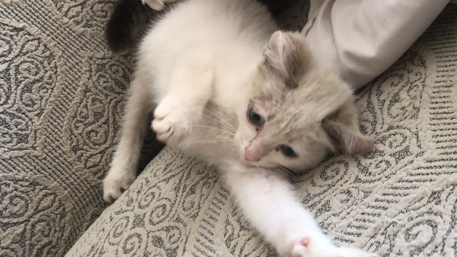 Котёнок бесплатно