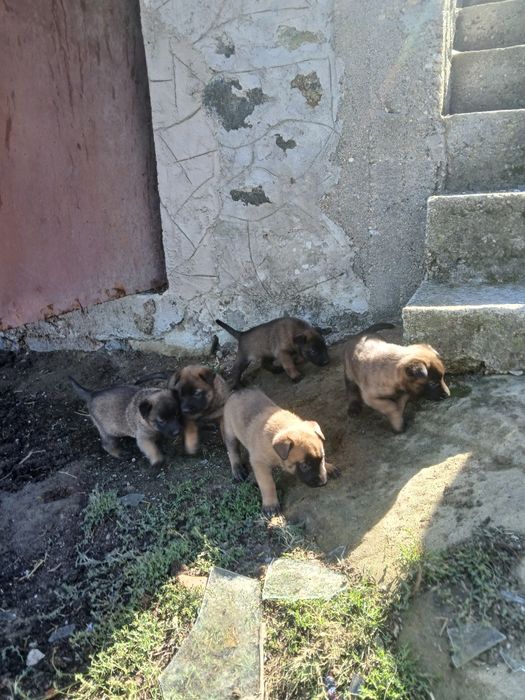 Белгийски овчарки