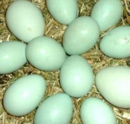 Домашние яйца амераукана для употребления