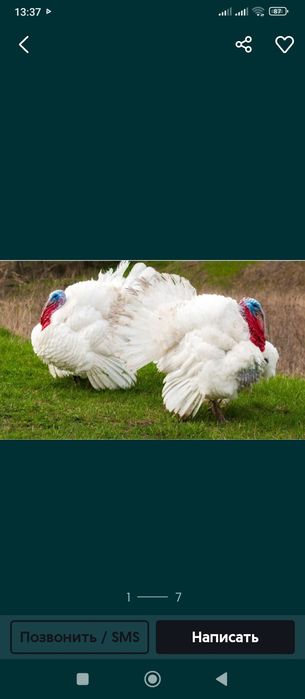 Индюк еті сатылады