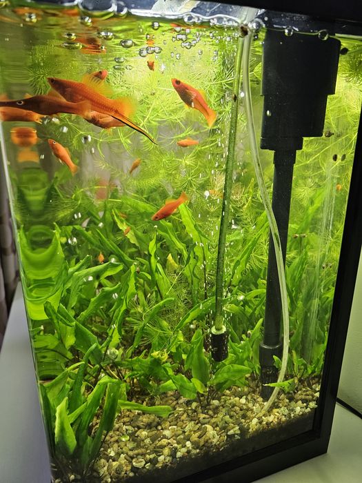 Acvariu cu pești, capacitate 33 litri activ.