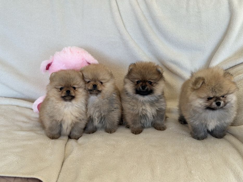 Чистокръвни Померанчета Момчета и Момиче
