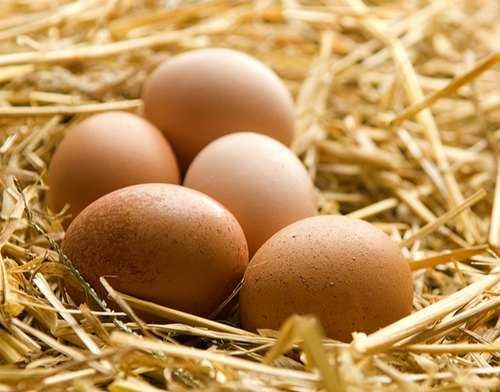 Оплодени кокоши яйца от Род Айлънд Ред и патешки от Индийски бегач