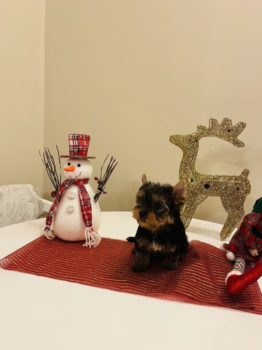 Yorkshire terrier rasa pura