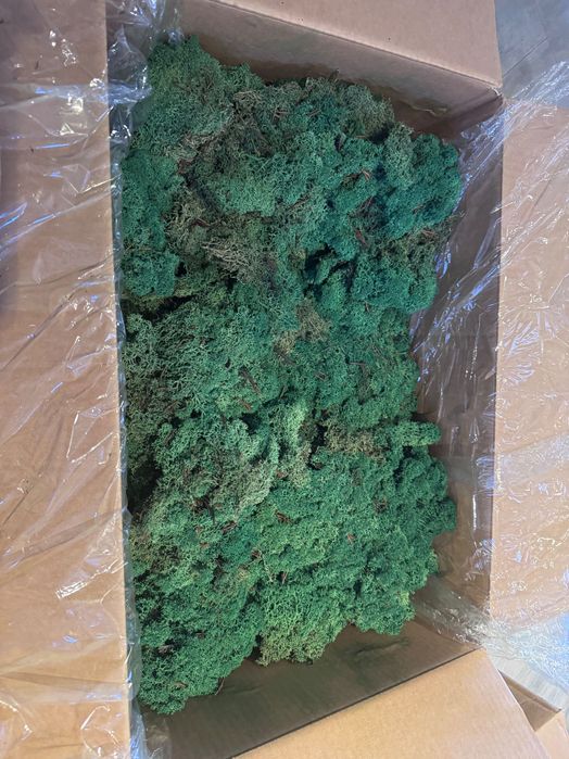 licheni stabilizați