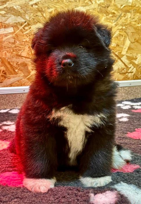 Pui Akita American Long Coat cu Pedigree