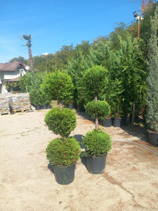 Leylandii chiparos