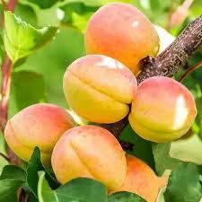 Pomi Fructiferi Străvechi Glia Strămoșească (Soiuri De Cais )