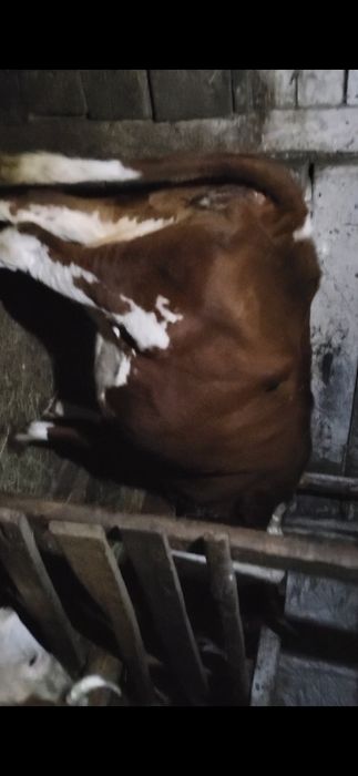 Продам четыре коровы.