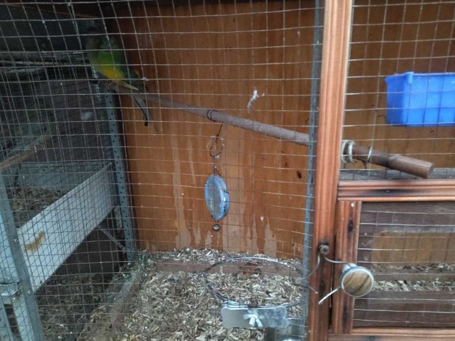 Срочно продам своих попугаев