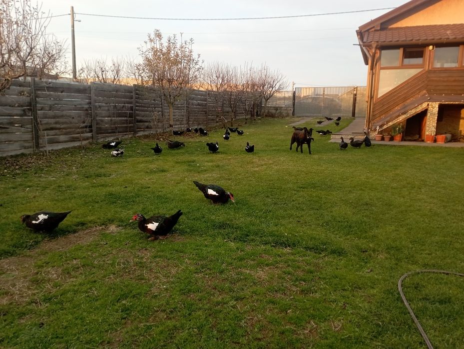 Rate mute crescute liber