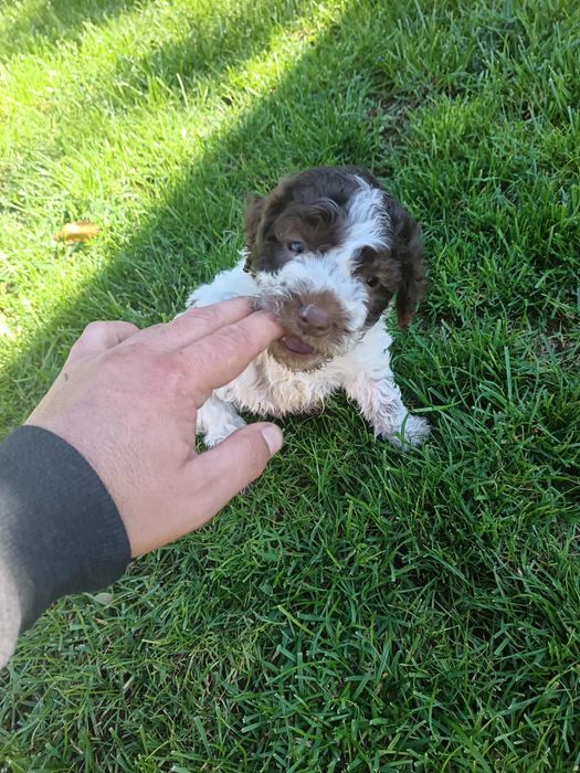 Чистокръвни лагото