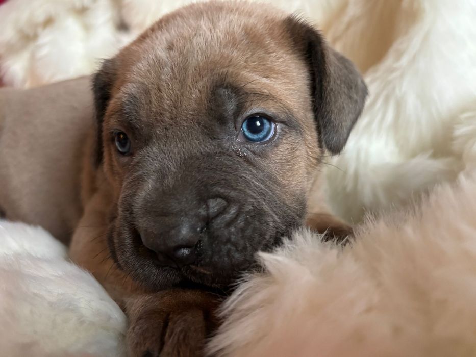 Catei cane corso formentino