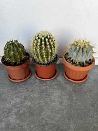 Vand diverse specii de cactusi