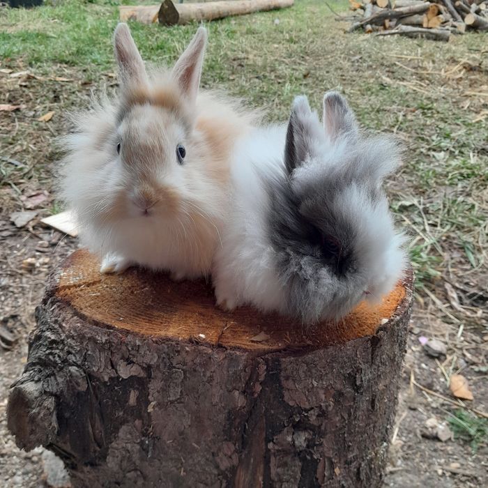 Iepurași pitici  Cap de leu