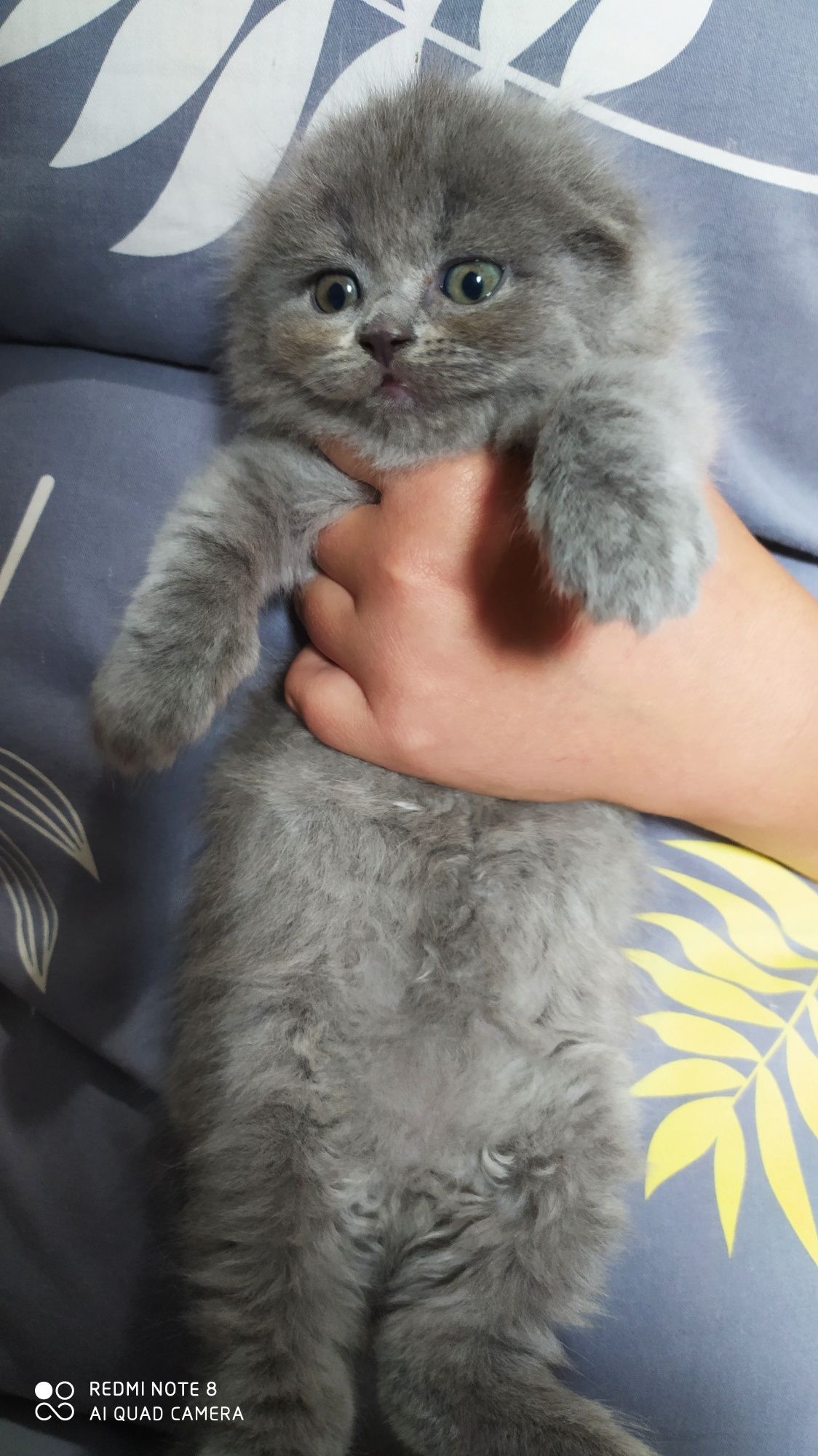 Шотландские Вислоухие котята Фолд