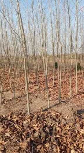 Mesteacan Tei Plante de toamna