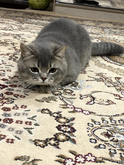 TEKIN vyazka britanskiy