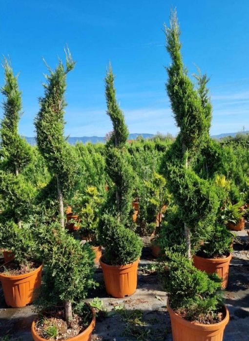 Vand tuia, brazi, plante ornamentale, tuia glob, ienupar tarator, Tei