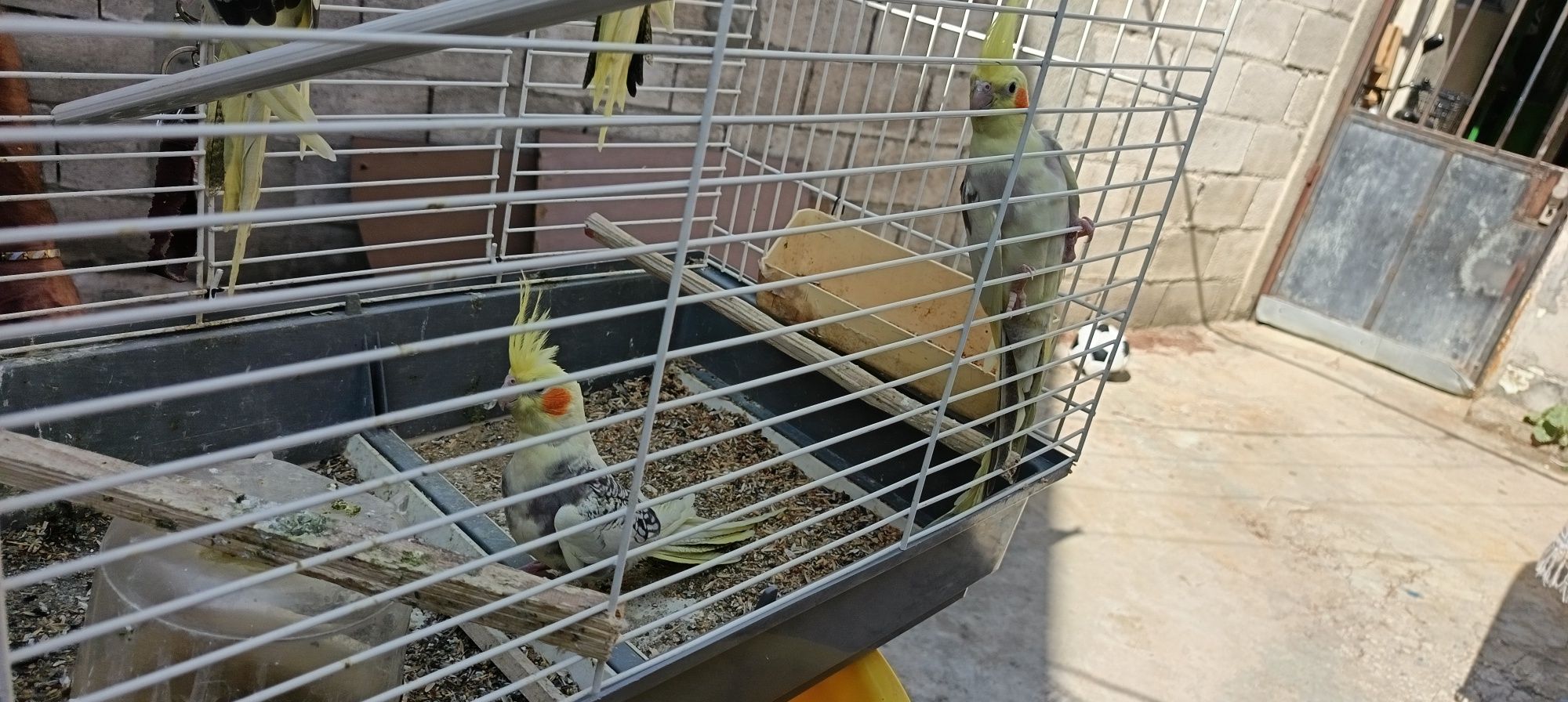 Продавам ръчно хранене