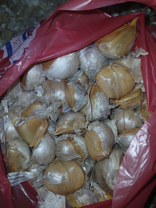 Usturoi elefant , si ceapă egipteană umblătoare perenă disponibil