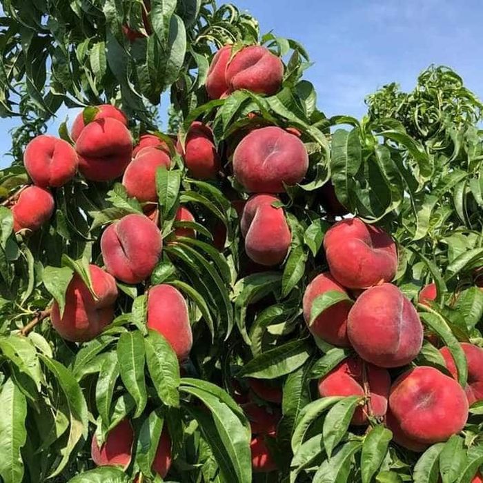Vând Pomii Fructiferi Altoiți Clasici si Columnari anul 3 de vegetație