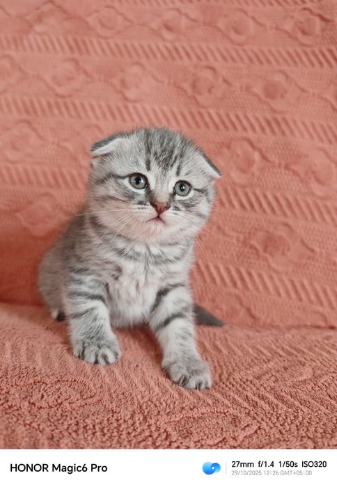 вислоухий котенок