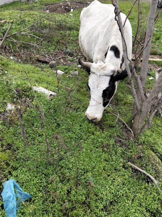 De vânzare vaca în Galati
