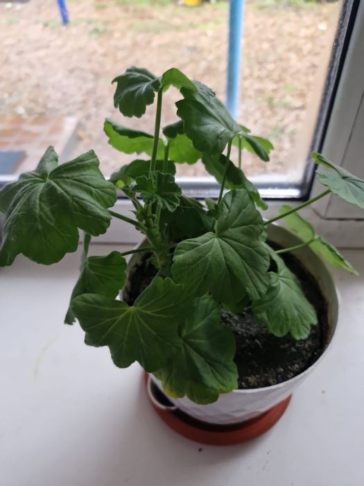 Продам цветы комнатные