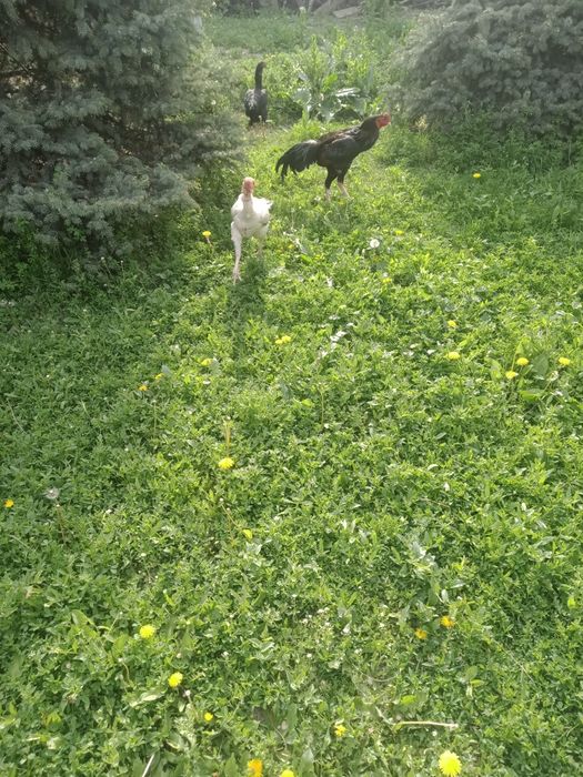 Петухи дакана ташкентский