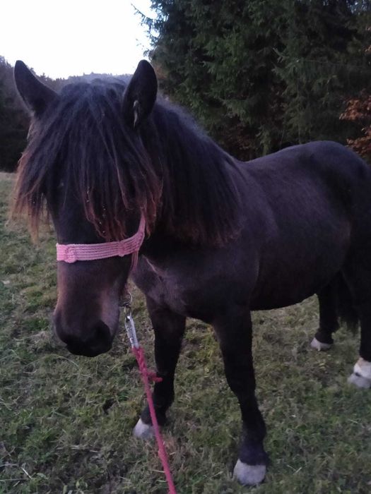 Manz de 1 an si 5 luni